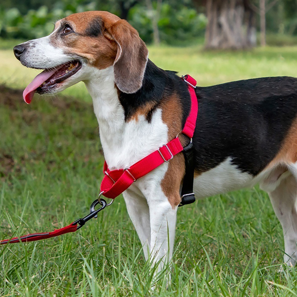 Arnes de entrenamiento y anti tirones - Imagen 3