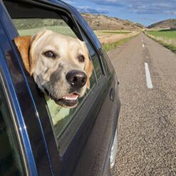 Elementos para auto y viaje