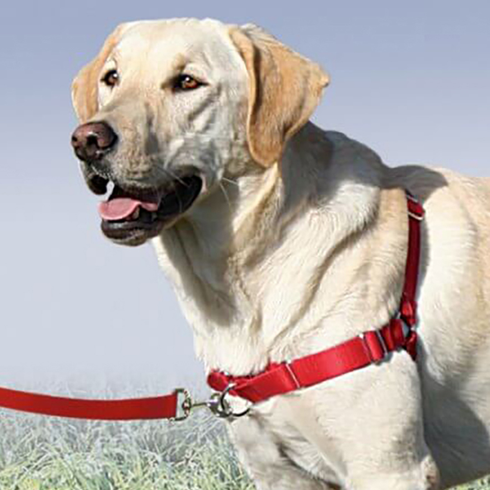 Arnes de entrenamiento y anti tirones