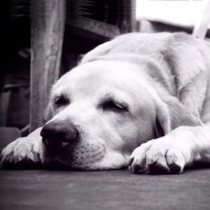 Descanso