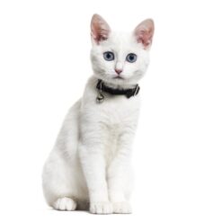 Collar