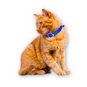 Gatos